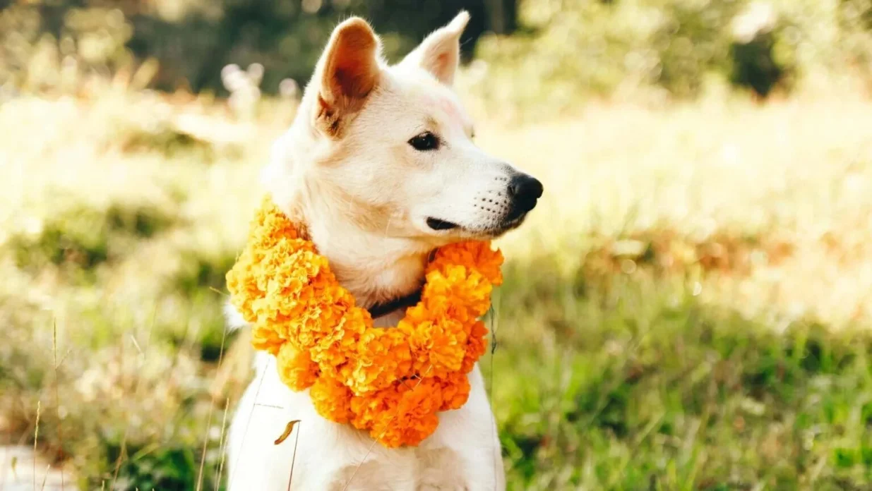 KAKAV PRIZOR: U nepalskoj kulturi vjeruje se da psi vode duše u zagrobni život kao čuvari smrti/