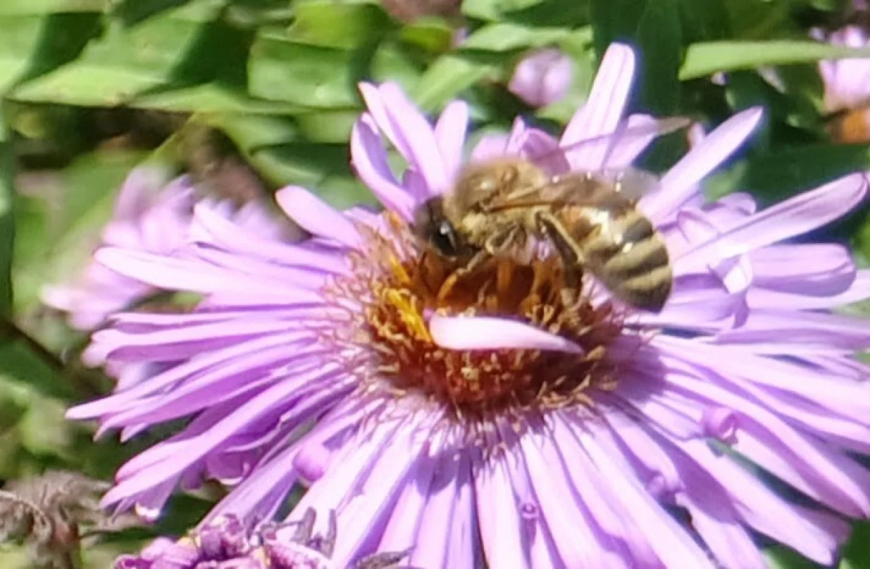 Jesenje astre su dobra pčelinja paša/