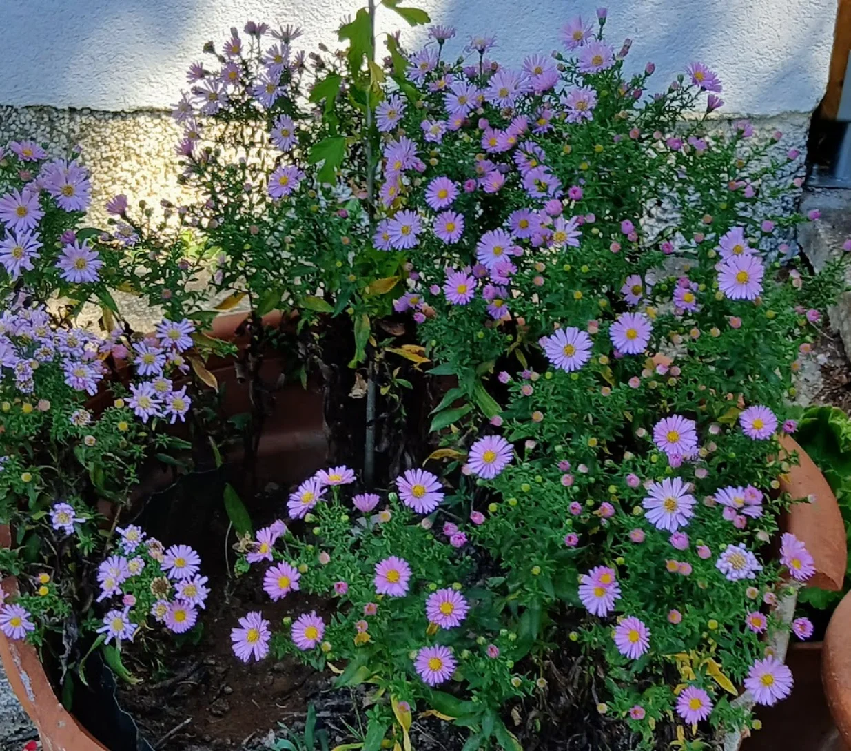 Niske jesenje astre mogu se uzgajati i u loncima/