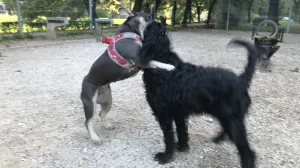 psić Džej-Džej u igri/Tanja Cerić