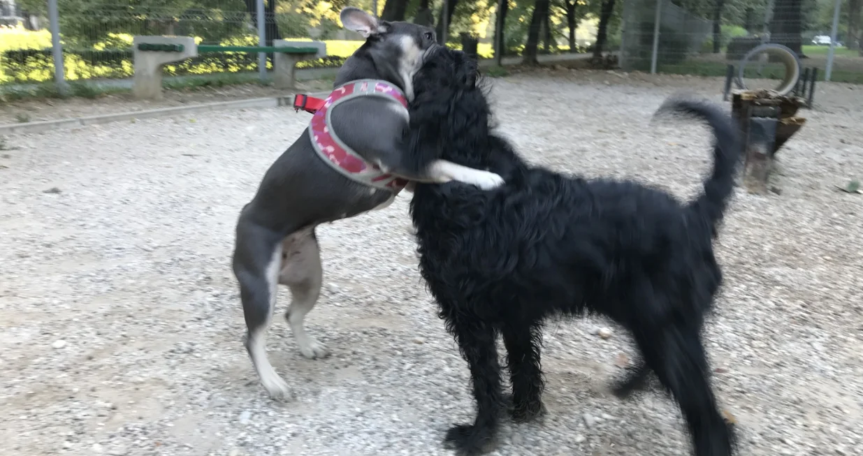 psić Džej-Džej u igri/Tanja Cerić