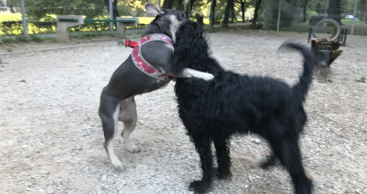 psić Džej-Džej u igri/Tanja Cerić