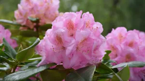 Jedan od najljepših cvjetova/Free Pik