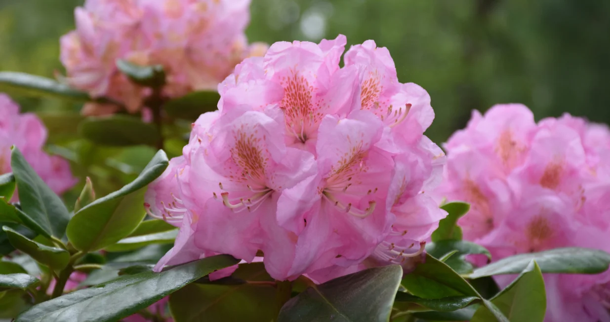 Jedan od najljepših cvjetova/Free Pik