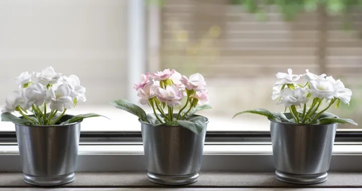 Trik naših nana/Free Pik