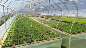 Savremeni plastenik automatizovani plastenik/Министарство пољ