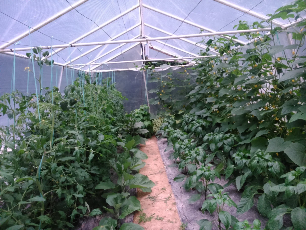 I u malom plasteniku se može uzgojiti dosta povrća/