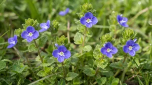 Višegodišnja zeljasta biljka/Ilustracija