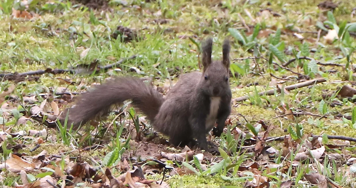 Nedjeljna razglednica Ilidža/Senad Gubelić