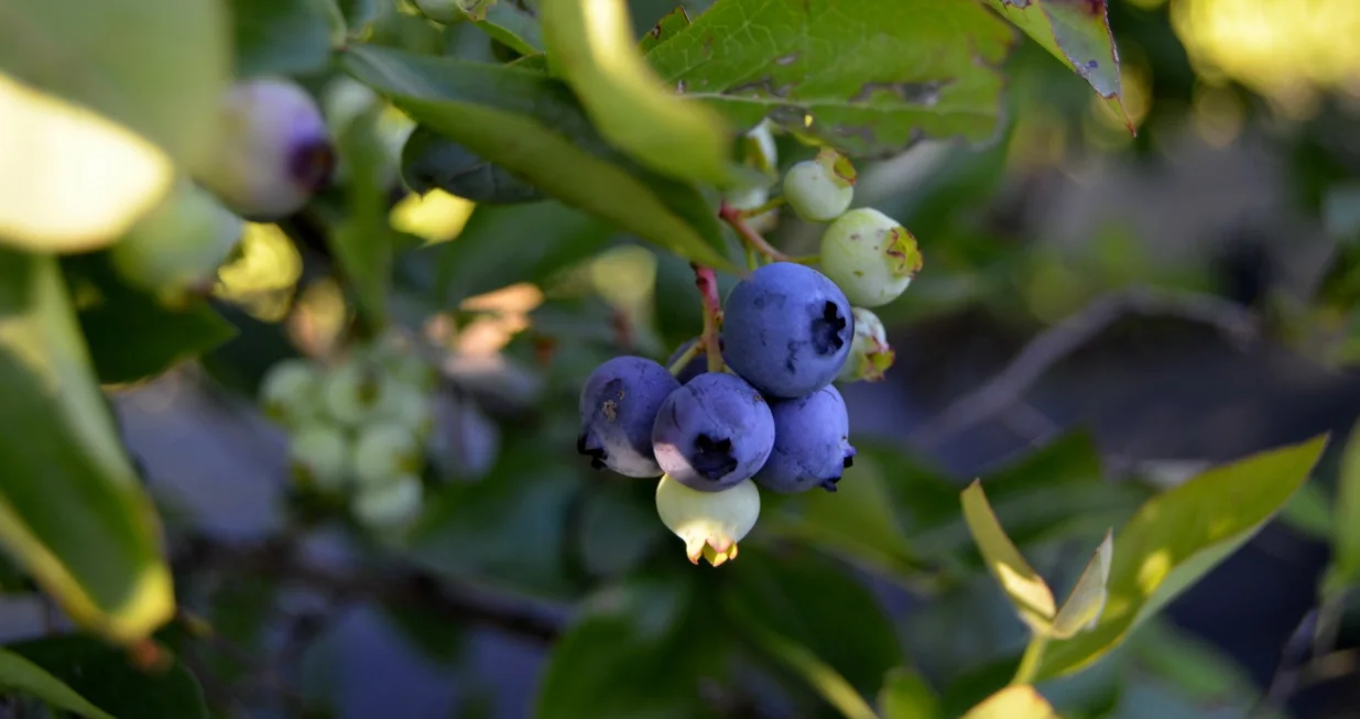Srebrenica, Bosna i Hercegovina - 02. august 2020. godine:Mjesto Osmače, od Srebrenice udaljeno 20-ak kilometara, prepoznatljivo je po ljepoti prirode, nadaleko poznatom osmačkom krompiru, te kao prvo selo u Bosni i Hercegovini sa solarnom uličnom rasvjetom. (Ahmedin Đozić - Anadolu Agency)/Ahmedin Đozić