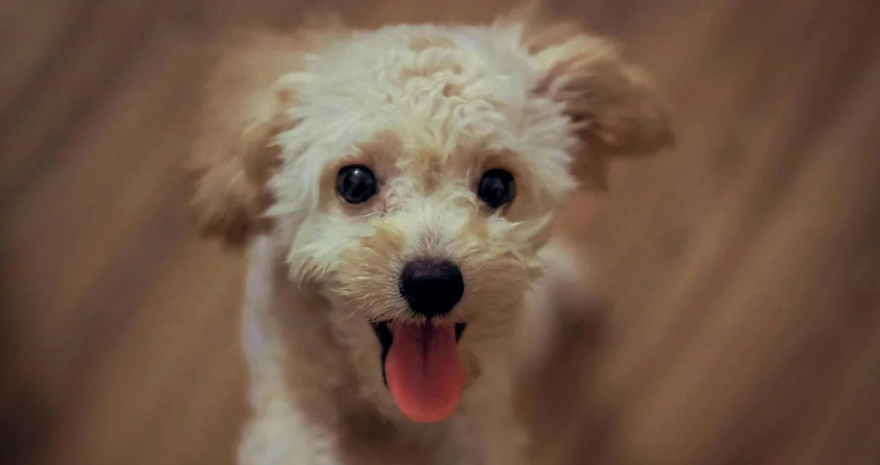 Mali pas/Tuan Nguyen