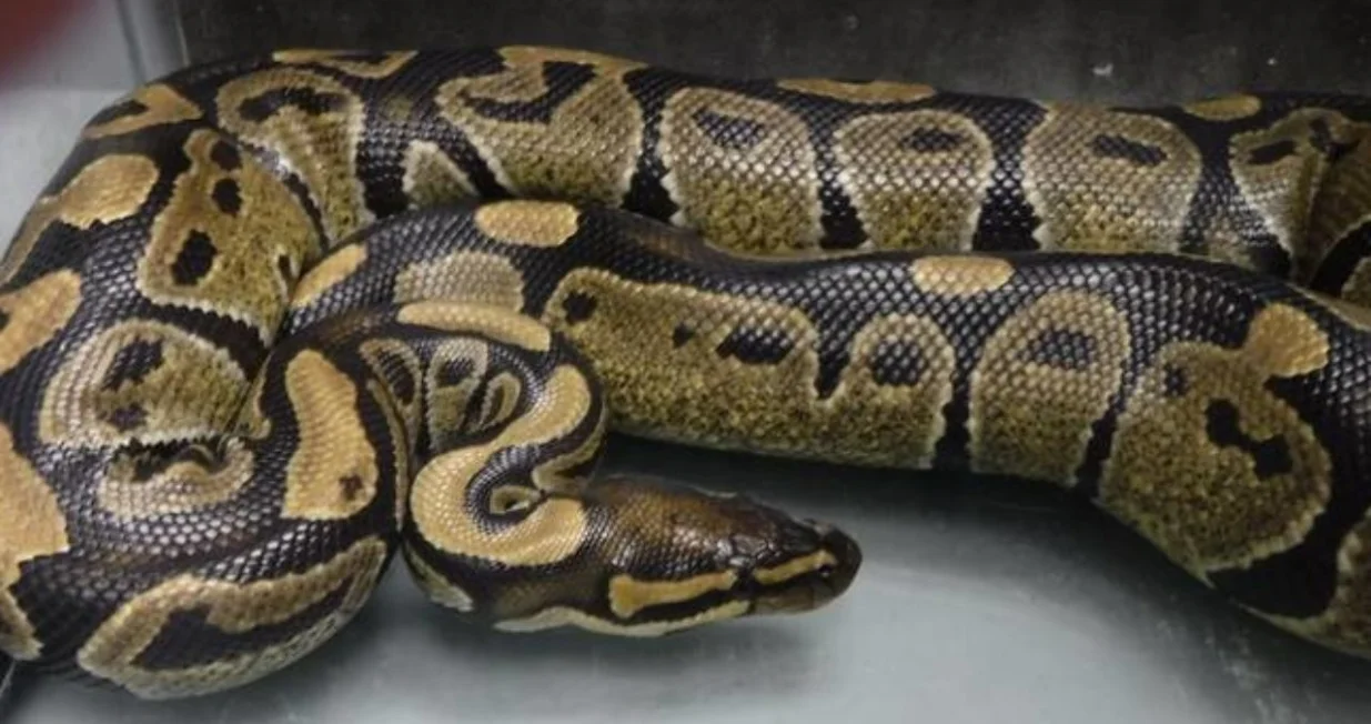 Riječ je o neotrovnom pitonu/ Staradvertiser/