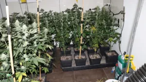 Oduzeta droga/PU Zagreb/