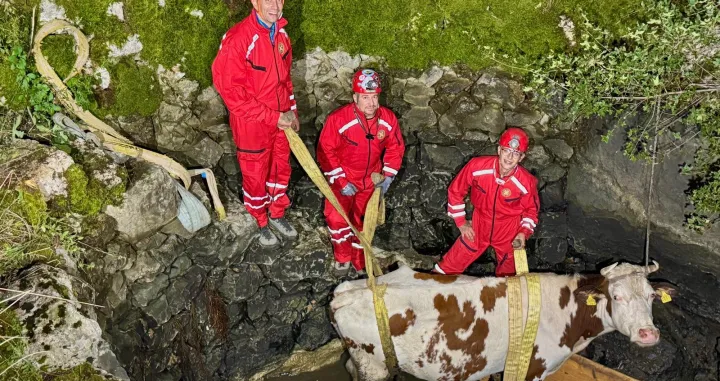 Spasioci izvukli kravu/HGSS Makarska/