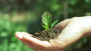 ekologija, zelena agenda, zeleno, priroda, klima, biljke/
