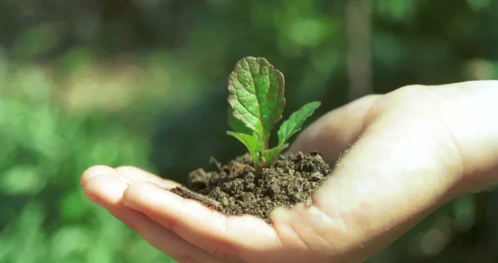 ekologija, zelena agenda, zeleno, priroda, klima, biljke/