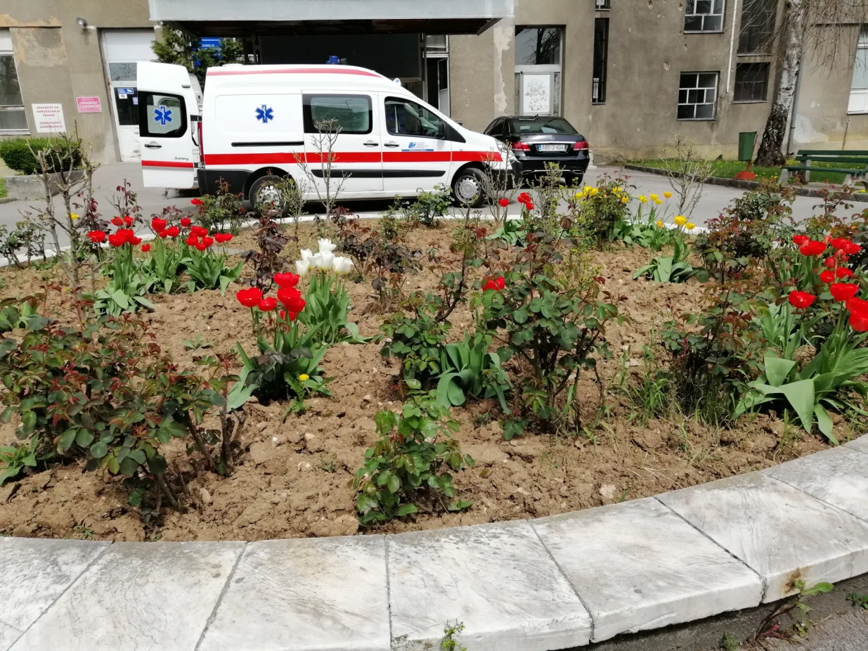 Tulipani cvatu, a ruže će kada tulipani ocvjetaju/