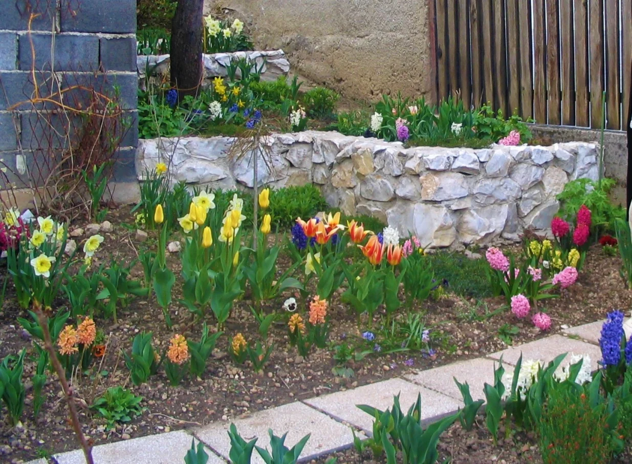 Vrt prepun raznobojnih u proljeće cvjetajućih lukovica/