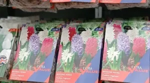 Pakovane lukovice u prodaji u vrtnim centrima/