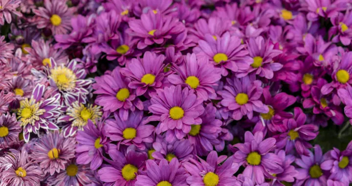 cvjeće ilustracija/Ekaterina Pereslavtseva