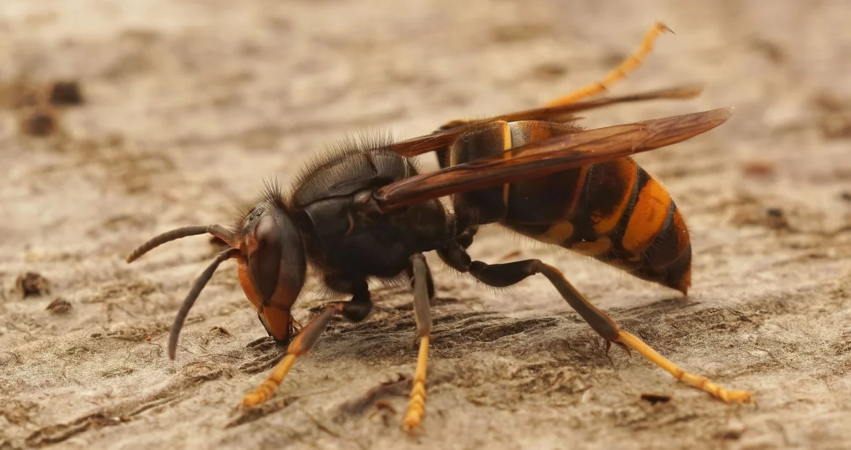Ubod stršljena može biti smrotonosan//