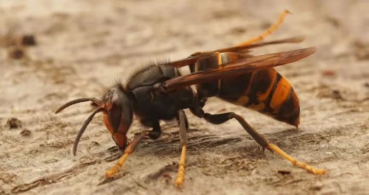 Ubod stršljena može biti smrotonosan//