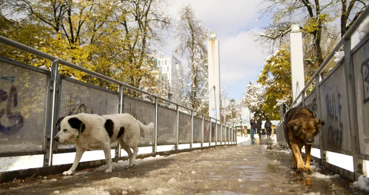 Snijeg po Vilsonovom/Damir Deljo