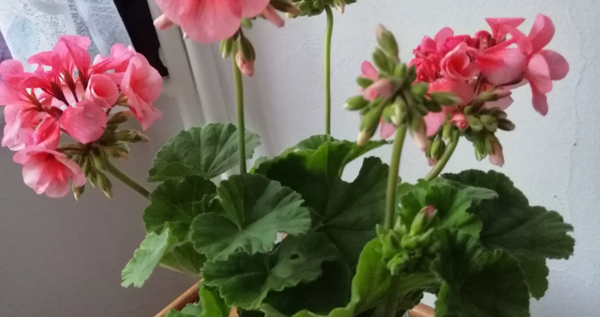 Cvatovi pelargonija ukradeni na balkonu/