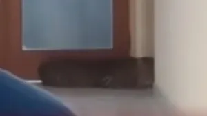 Leopard u hotelu, drama, životinja, ljuta zver/Prtsc