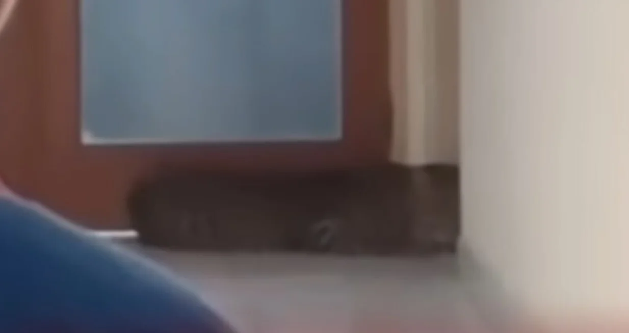 Leopard u hotelu, drama, životinja, ljuta zver/Prtsc