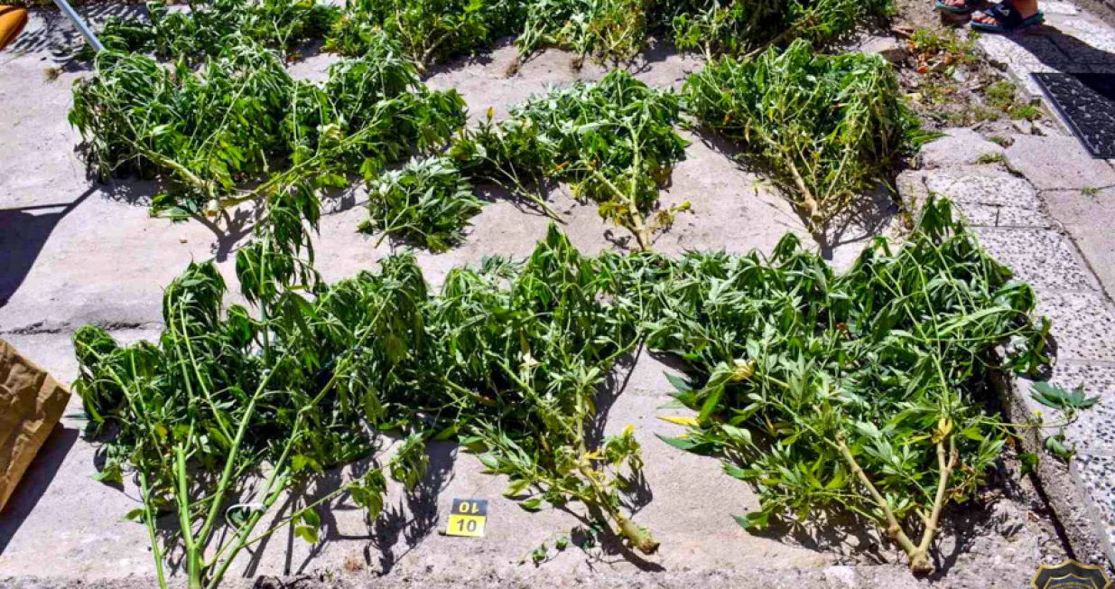 Marihuana (kanabis), puška, municija, ručna bomba, Federalna uprava policije Mostar/Fup