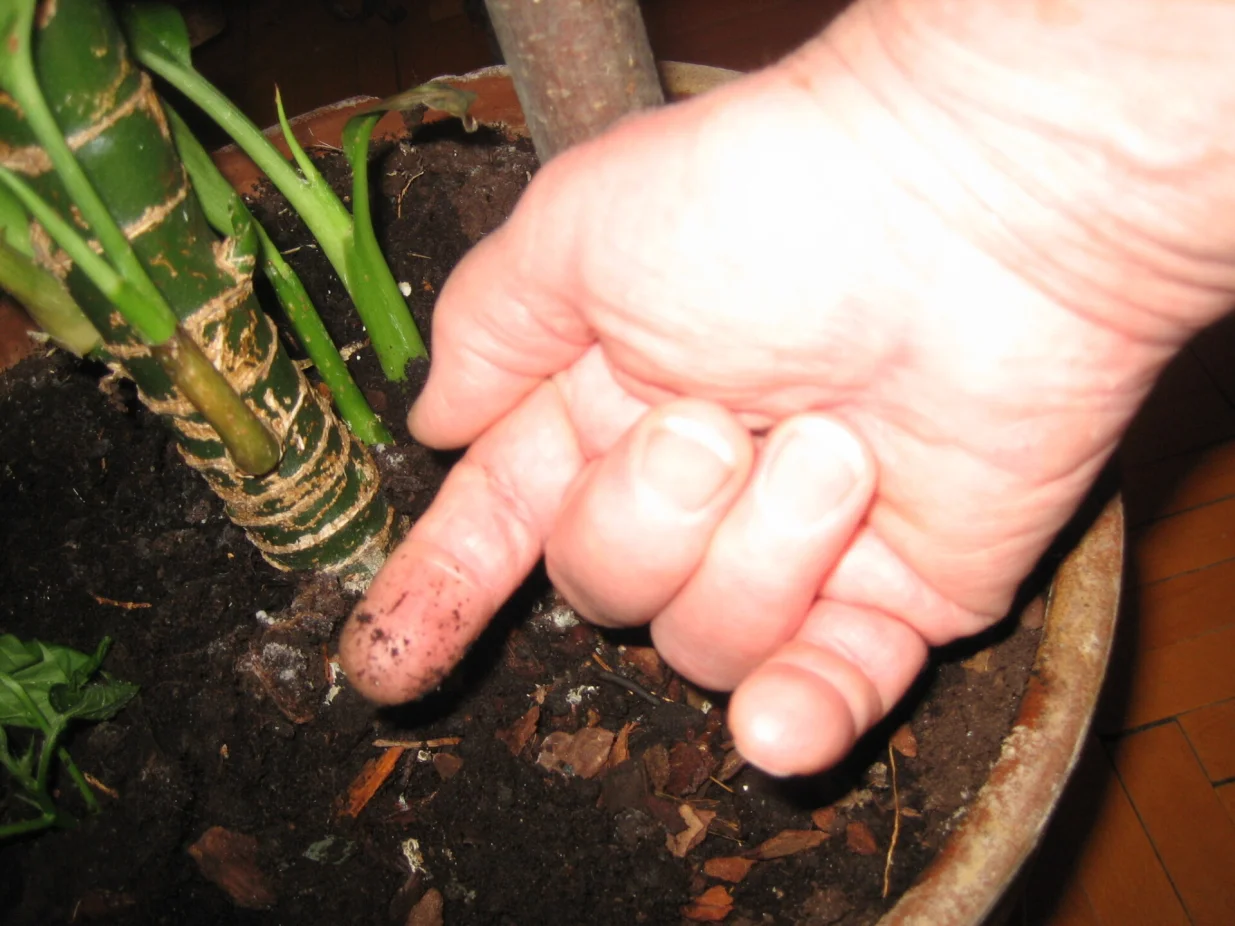 Ako supstrat ostaje na prstu još ne treba zalijevati/
