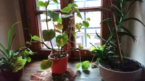 Zimi treba biljke premjestiti bliže prozoru/