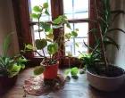Zimi treba biljke premjestiti bliže prozoru/