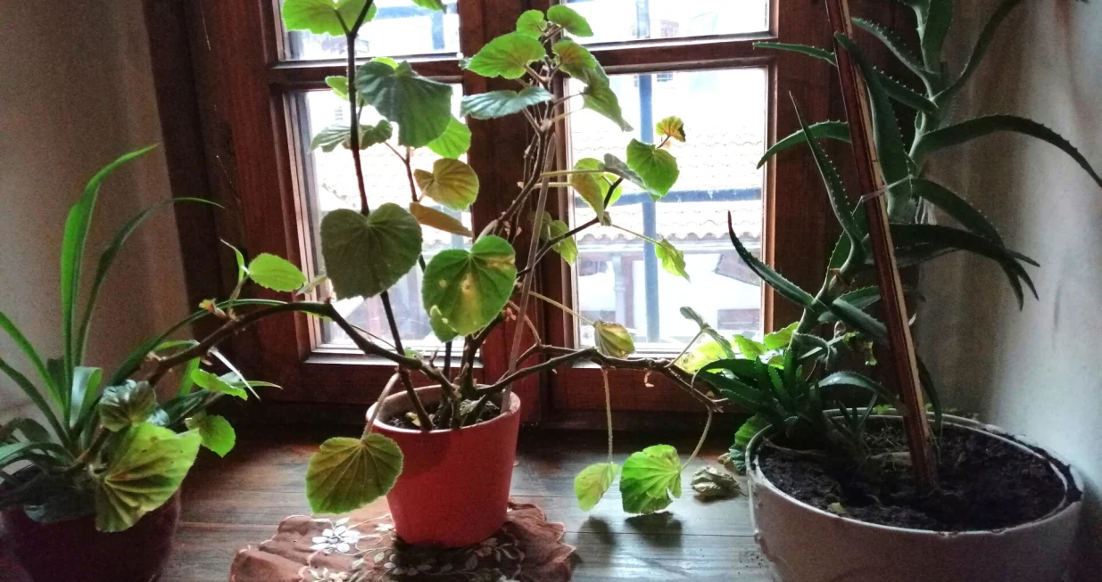 Zimi treba biljke premjestiti bliže prozoru/