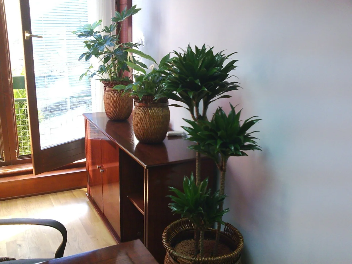 Biljke trebaju svjetlo/