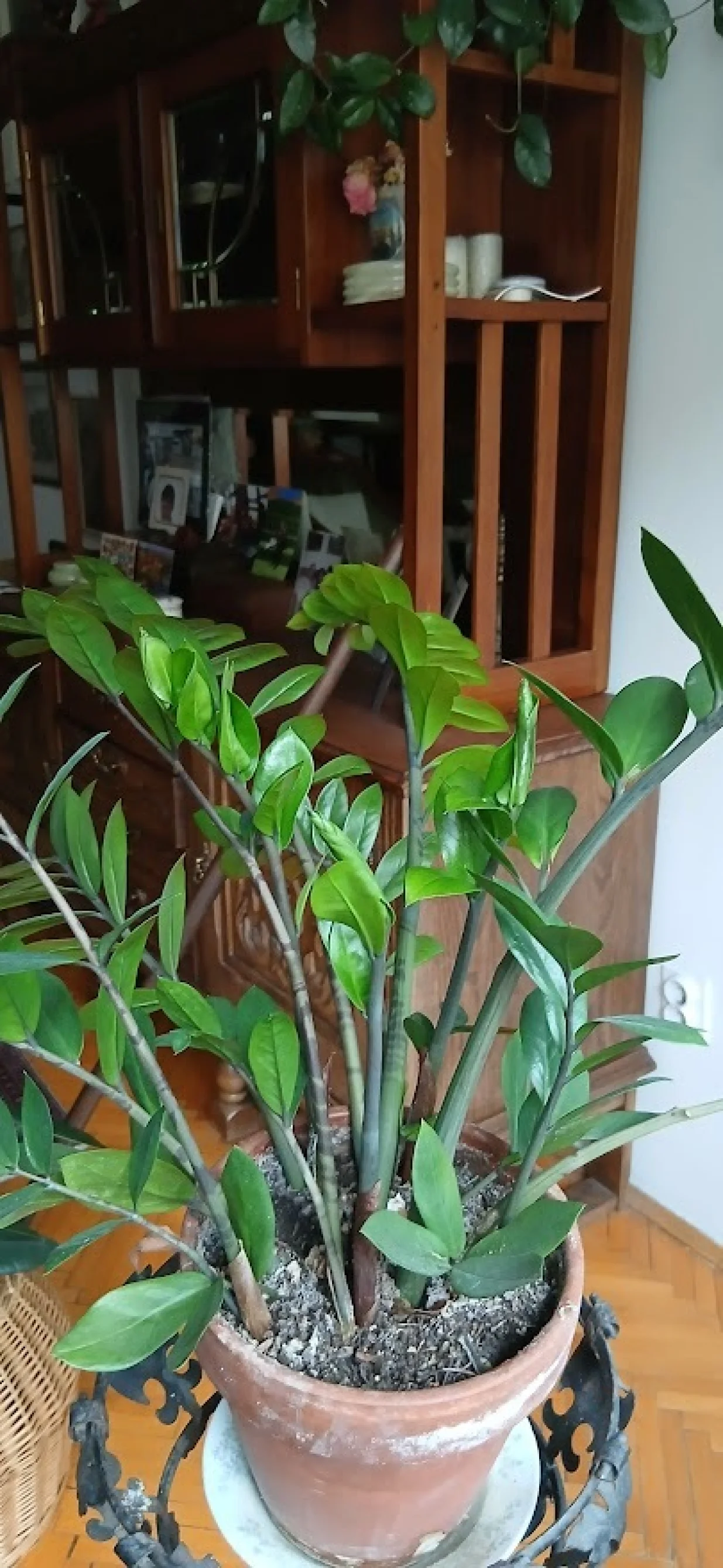 Zamija prikladna za sobne uslove/