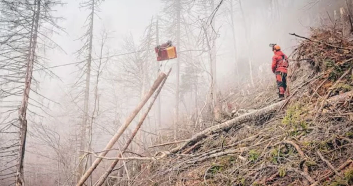 Teška mašina, transport drvne građe, drvo, šuma, radnici/Krone.at