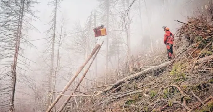 Teška mašina, transport drvne građe, drvo, šuma, radnici/Krone.at