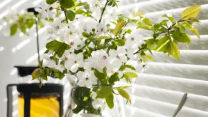 Biljke nisu samo ukras/Free Pik