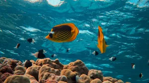 Crveno more/Francesco Ungaro