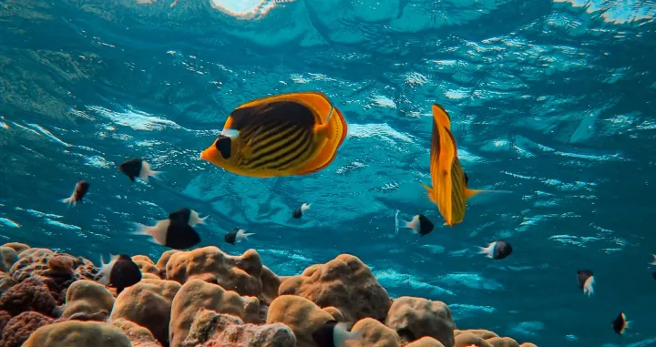 Crveno more/Francesco Ungaro