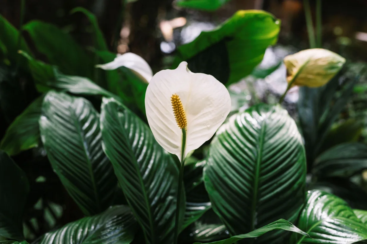 Spathiphyllum (mirni ljiljan)//