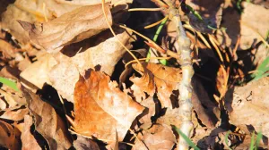 Može biti jako korisno/Free Pik