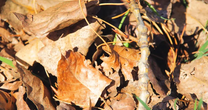 Može biti jako korisno/Free Pik