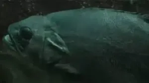 predator ilustracija/