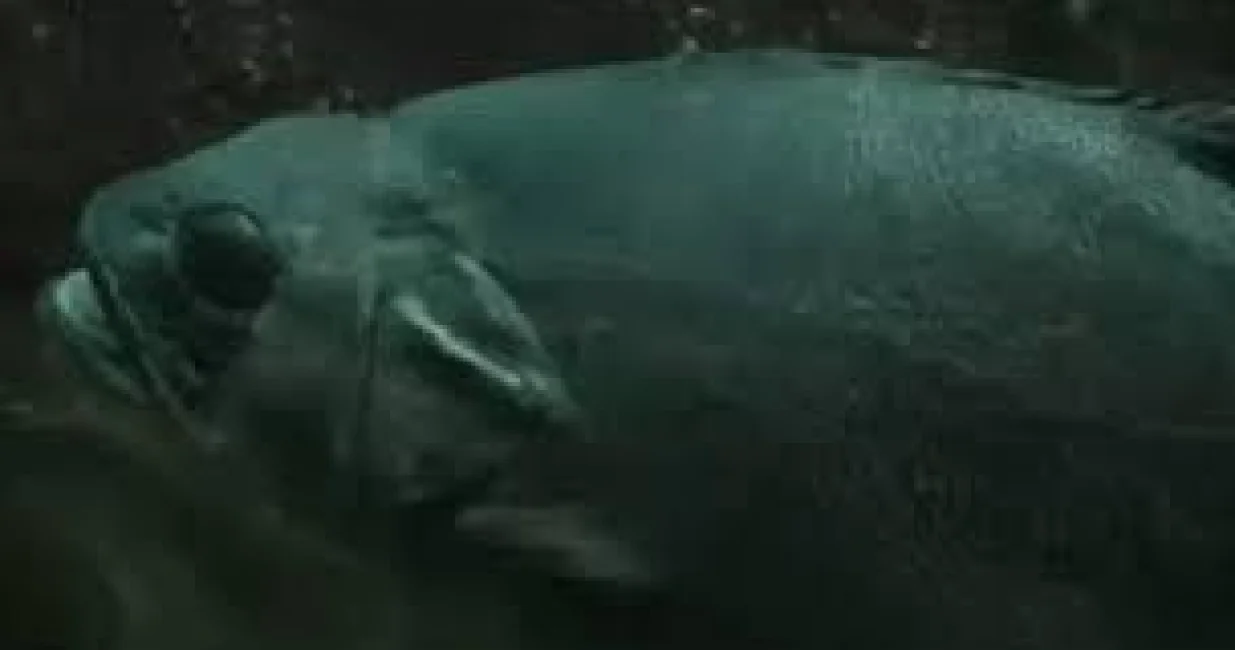 predator ilustracija/