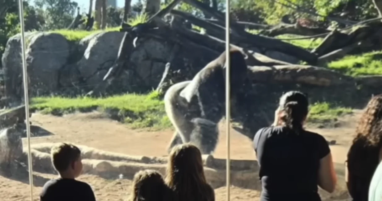 Momenti prije haosa - gorila razbila staklo/Abc News 10