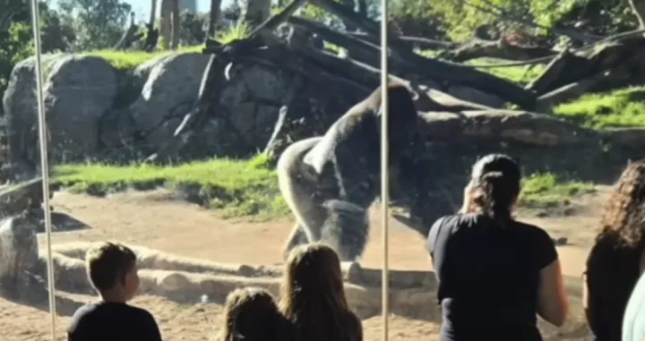 Momenti prije haosa - gorila razbila staklo/Abc News 10