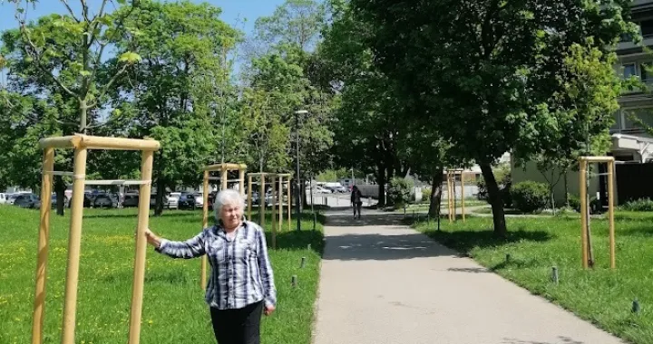 Pravilno posađena drvoredna sadnica u parku/